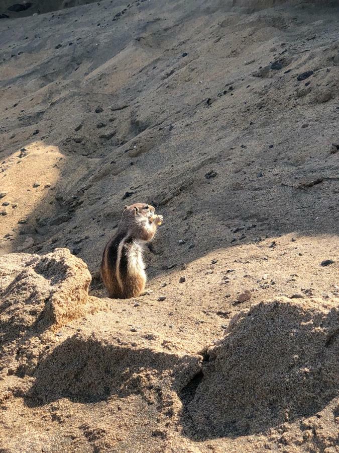 Fuerteventura Resort Bouganville 科斯塔德安提瓜 外观 照片